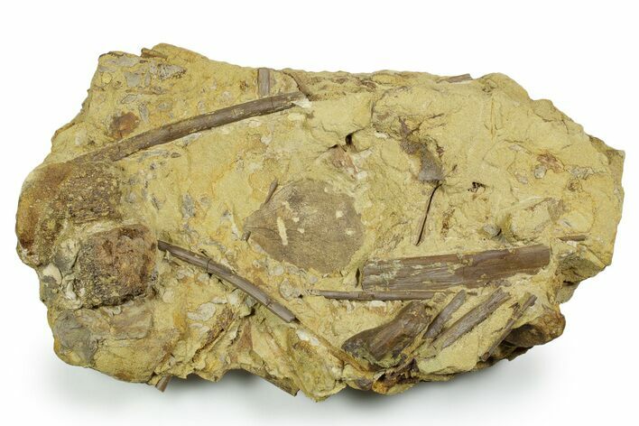 Fascinating Leaf and Dinosaur Fossils in Sandstone - Wyoming #371520
